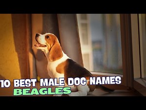10 Best Male Beagle Dog Names