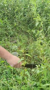 12K views · 87 reactions | Hey punp the water from the ground #pvc #water #pressure #reels2023 #reelsfb #reelsviral | Ideology Genevieve | Facebook