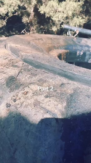 CattleDogMafia on TikTok