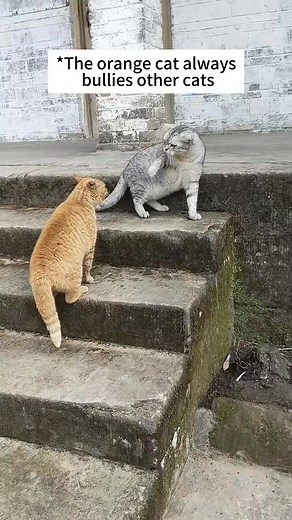 57K views · 1.6K reactions | Funny two cats #funnycat #cat #funnyvideos #funnytiktok #tiktokc... | Everly Monroe | Facebook