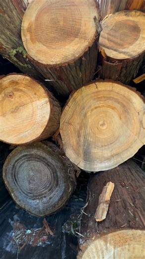 57 reactions · 8 comments | #logging #timber #cypress #getitdone #floridalife #happyplace #lovemyjob #treekiller | Andy Pridgeon | Facebook