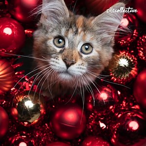 138K views · 1.1K reactions | From couch-crashing doggos to cuddly elephants, please enjoy our best pets of the week! | Try Not to Laugh | Facebook