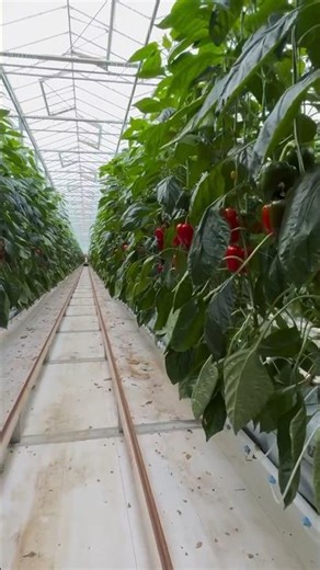 #781 Capsicum annuum | Solanaceae | Bell Pepper | Sweet Pepper | Chili Pepper | Rocoto Pepper Piiman