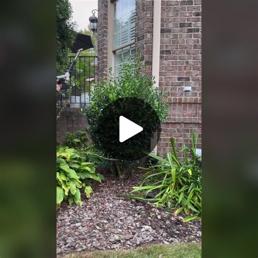How to Trim Holly Bushes Like a Pro