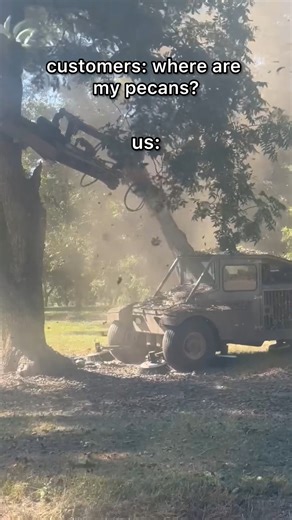 Trust us, we are just as excited as you for the new pecan crop😁Every day, tree shakers are entering the groves, making the 2025 harvest one step closer to your doorstep. Good news is our fresh raw pecans ship on a first come, first serve basis. Pre-order now to be the first to receive this season's best of the pecan crop. #inseason #Harvest2025 | Sunnyland Farms