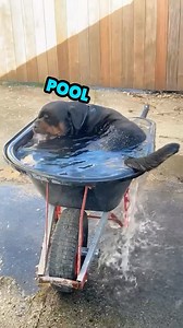162K views · 17K reactions | Take a dip for a a bit  #dog #dogsofinstagram #talkinganimals #voiceover #vo #dub #rufus | Rufus Goodboy | Facebook