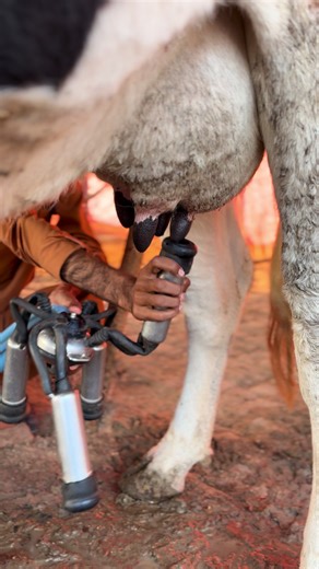 Exploring Innovative Milking Techniques for Animals