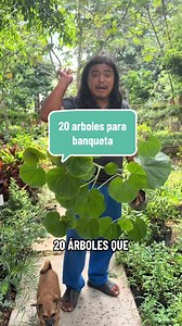 Majagua: árbol para banqueta con flores y buena sombra