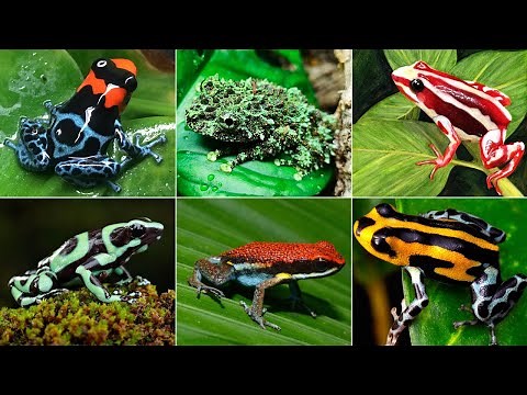 22 Most Colorful Frogs in the World_Part 1