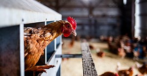 Egg prices expected to continue to rise