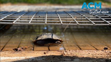 Innovative ‘turtle-tunnels’ keep turtles and eastern quolls safe