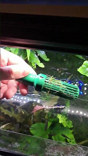 La mousse de Java peut-elle vraiment tout recouvrir ? Je te montre sur ma crépine !