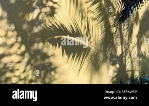 Abstract natural tree branch leaves shadow on white wall background Stock Video Footage - Alamy