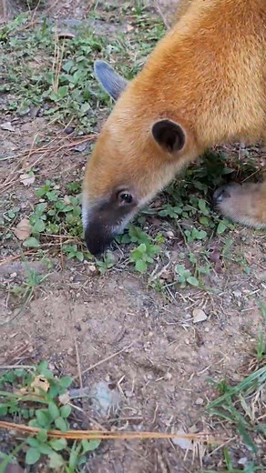 It's World Anteater Day! Today, 19th November is World Anteater Day. On this day, the world's 4 anteater species are celebrated - the giant anteater, the silky anteater, the northern tamandua and the southern tamandua. This day also raises awreness about anteater conservation. Trinidad is home to 2 anteater species - the silky anteater and the southern tamandua, with the latter being one of the zoo's resident mammal species. The southern tamandua, as seen in this video, can weigh up to about 10 