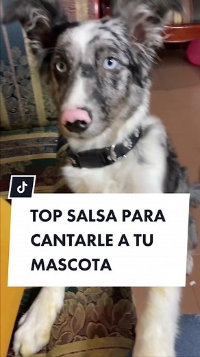 Top Salsa para Cantarle a tu Mascota