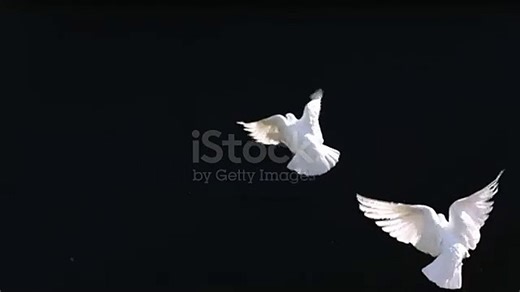 Birds in Slow Motion.