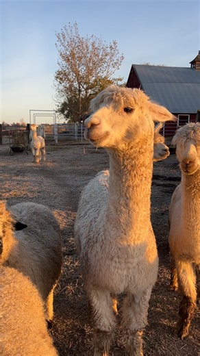 1.1K views · 97 reactions | Waking up the alpacas with my highly technical 'alpaca call'  | Old Homestead Alpacas | Facebook