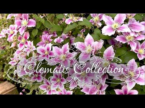 10 Beautiful Clematis in our Rose Garden • Rose companions plants• Pruning type• French Garden Roses