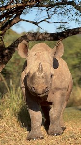 5.4K reactions · 94 comments | They might be big babies, but rhino calves are just like all youngsters! Inquisitive and full of curiosity about the world around them. In fact, these behavioural observations are used as key indicators for caregivers to show that the orphans are developing as they should be and that they are happy and relaxed. #careforwild #careforwildrhinosanctuary #rhino #blackrhino #saverhinos  @pantheraafricatours | Care for Wild Rhino Sanctuary | Facebook
