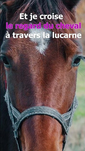 A horse was saved from slaughter