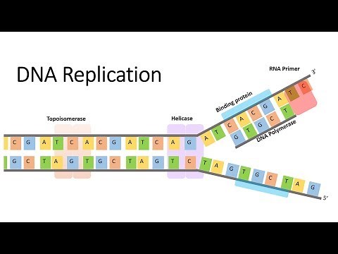 DNA and RNA Replication