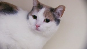 2K views · 28 reactions | Although she is a sweetheart, Alice may be...