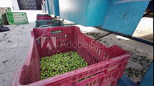 Olives coming out of the olive sorting machine. Olives falling into the basket. Olives separated from their leaves.
