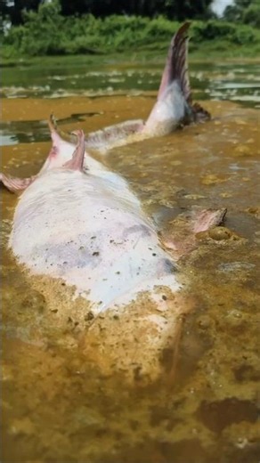Unbelievable Stuck Pangasius Fishing #fishing #fish #bigfish #video