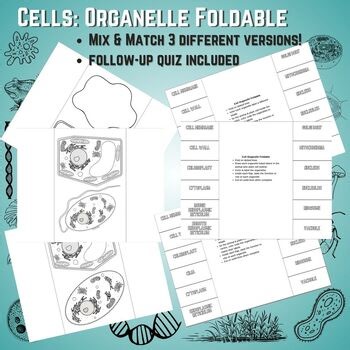 Cell foldable & quiz - plant & animal cell organelles