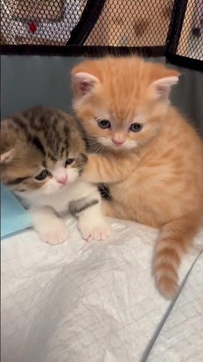 Aww! Baby Kittens Playing Together #cat