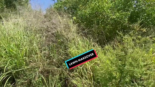 Al Bladez (@albladez) - Craziest lawn makeover! Full video on my YouTube Al Bladez #lawncarelife #lawncare #lawn #lawnmowersoftiktok #overgrownyard #oddlysatsfying