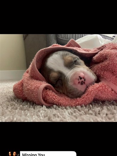 Happy 4th Birthday to my 1st Grand-Dog!! After two n a half years battling seizures after being hit by a car, we had to put her down on 1/4/26. I give my daughter, BreNiyah Myles, her kudos because she went in debt from countless Vet and Emergency Room Visits! We loved Nala and I promise you, we wanted to keep her earth side but 12 seizures in a 24 hours period was enough! She( Nala) /We cried our heart out that night! We couldn’t let her suffer any longer. I have NEVER heard NALA whine the way 