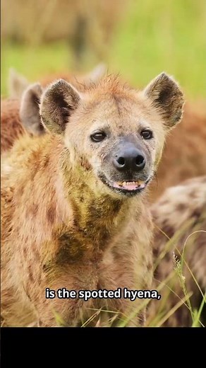 How Many Hyena Species Are There? (4 Types Explained)