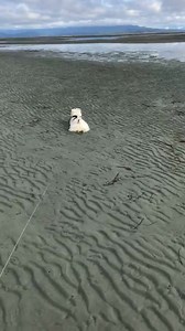 Piper and Pickles are loving having a secluded beach to themselves—look at Piper making frequent stops to show her happiness by clicking her heels together—her signature move ❤️ #funnydogsofinstagram #westhighlandterrier #westies #westielove #lovemydog #westhighlandwhiteterrier #funnydogs #westiesofinstagram | The Piper Chronicles