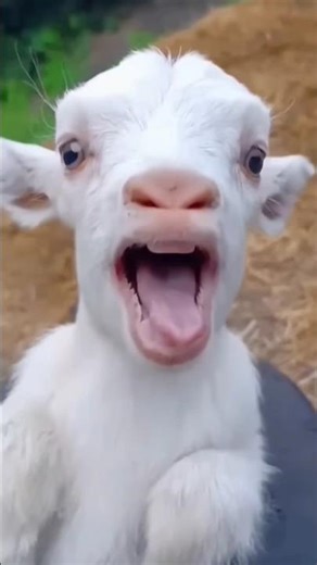 "🐐 This GOAT Can TALK! You Won't Believe What It Says! 😂" #viral