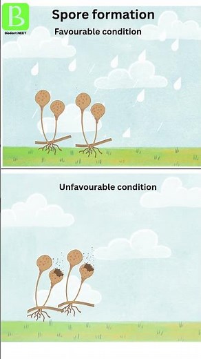 Reproduction - Spore Formation #unfavourable #favourable