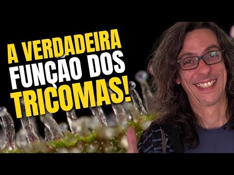 Quando Você Entende Isso... Seu Jogo Muda No Cultivo!