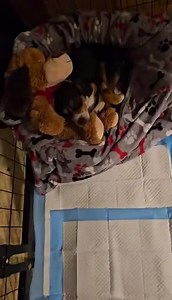 2K views · 232 reactions | SNOOPY PUPDATE: Snoopy has started vomiting again  He’s been given some anti-nausea medicine, and vet want us to hold off feeding for a few hours to give his system a break. His is still drinking and hasn’t vomited since he took the anti-nausea meds. Hoping he remains stable and doesn’t need to go back to ER vet.  | PigPig Of St. Albans | Facebook