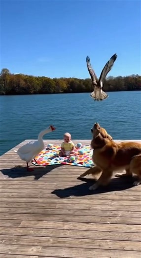 Goose And Dog Team Up Against Hawk