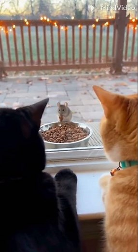 Two cats are watching from the window as a mouse eats their food in front of the house. #cat #mouse