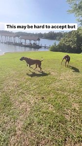 This can definitely be hard to accept because we look at our dogs as so loving, playful, joyful, and obedient. But just because a dog is obedient, does not mean they are doing it to please us. Just because a dog complies does not mean the dog is doing it to put a smile on the human’s face.If this were the case, there would be no need for professional dog trainers-everyone’s dogs would be doing exactly what was asked. Everything a dog does, they do it because it is in their best interest. Everyth