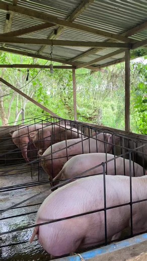 Backyard Farming Tips for Hog Raisers