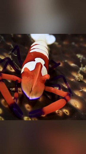 11K views · 317 reactions | Rolling in the Deep Dauin! Here come the tiny species eating their food. #scubadiver #freediver #humpback #scuba #scubadiving #animals #amazing #marine #travel #underwater #underwaterphotography #underwaterworld #video #scubadive #scubadiverlife #ocean #marinelife #instatravel #traveling #travelgram #travelling #travelphotography #traveltheworld #travelblogger | Scuba Diver Life | Facebook