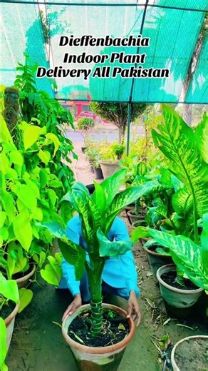Dieffenbachia Indoor Plants Available Delivery All Pakistan Contact Number Pin Description #viral