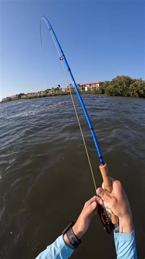 Doing some Salt water flyfishing, this is how to catch a snook while inshore flyfishing. I was fishing for snook in Sarasota, Florida. #saltwaterflyfishing #snookfishing #sarasotaflorida #inshorefishing | Trout Fishing | Facebook