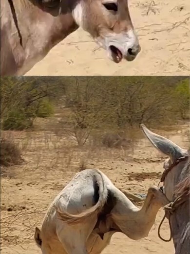 Understanding Horse and Donkey Interactions