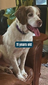 6.9K views · 194 reactions |  Adopt Duke  I'm A distinguished senior Britt who knows what he wants: walks, cuddles, and the occasional dramatic belly-flop protest. I love people and polite dogs, and I ride like a champ in the car.  Learn more and apply to #AdoptMe  https://loom.ly/HgGyJX0 | American Brittany Rescue, Inc | Facebook