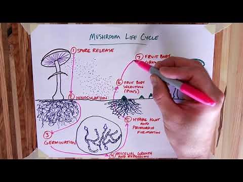 How Mushrooms Grow in the Wild - Lifecycle of Fungus Illustrated - Spores and Mycelium