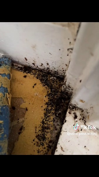 elite pest solutions on TikTok