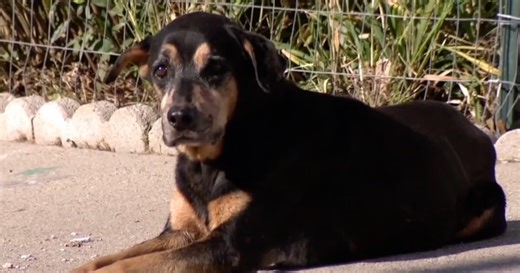 What to do if you spot an animal outside in freezing weather